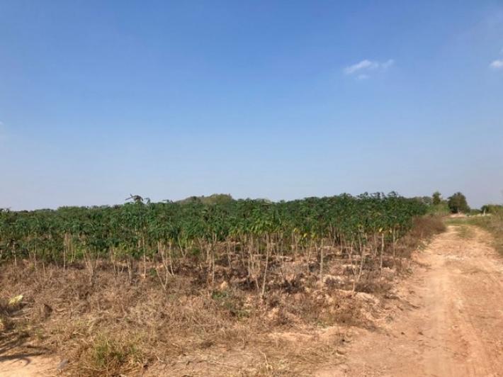 ขายที่ดิน ด่านมะขามเตี้ย กาญจนบุรี 32 ไร่ ติดถนนดินถนนสาธารณะ 2 ด้าน เหมาะ ทำสวน-ทำไร่ ทำการเกษตร 
